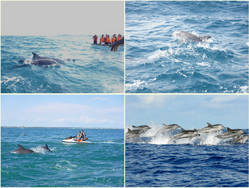 DOLPHIN TOUR