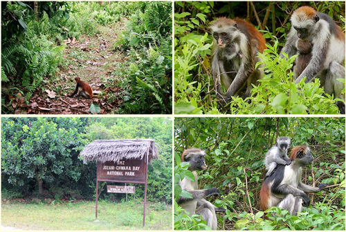 JOZAN FOREST TOUR